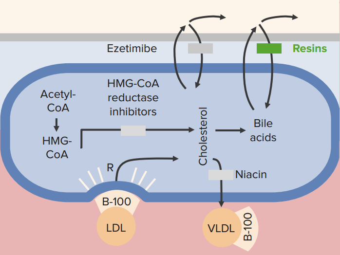 Lipid Control HMGCoA Reductase Inhibitors