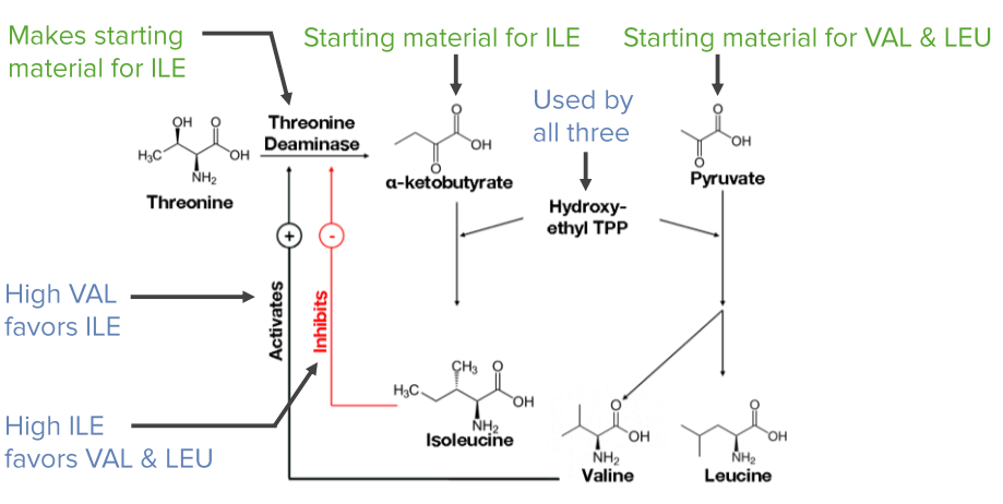 Metabolism of Amino Acids Lecturio Online Medical Library