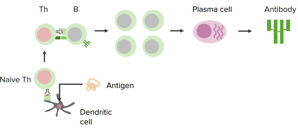Humoral Immunity and CellMediated Immunity Medical Library