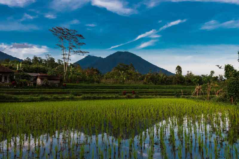 Everything About Bukit Jambul Rice Terrace