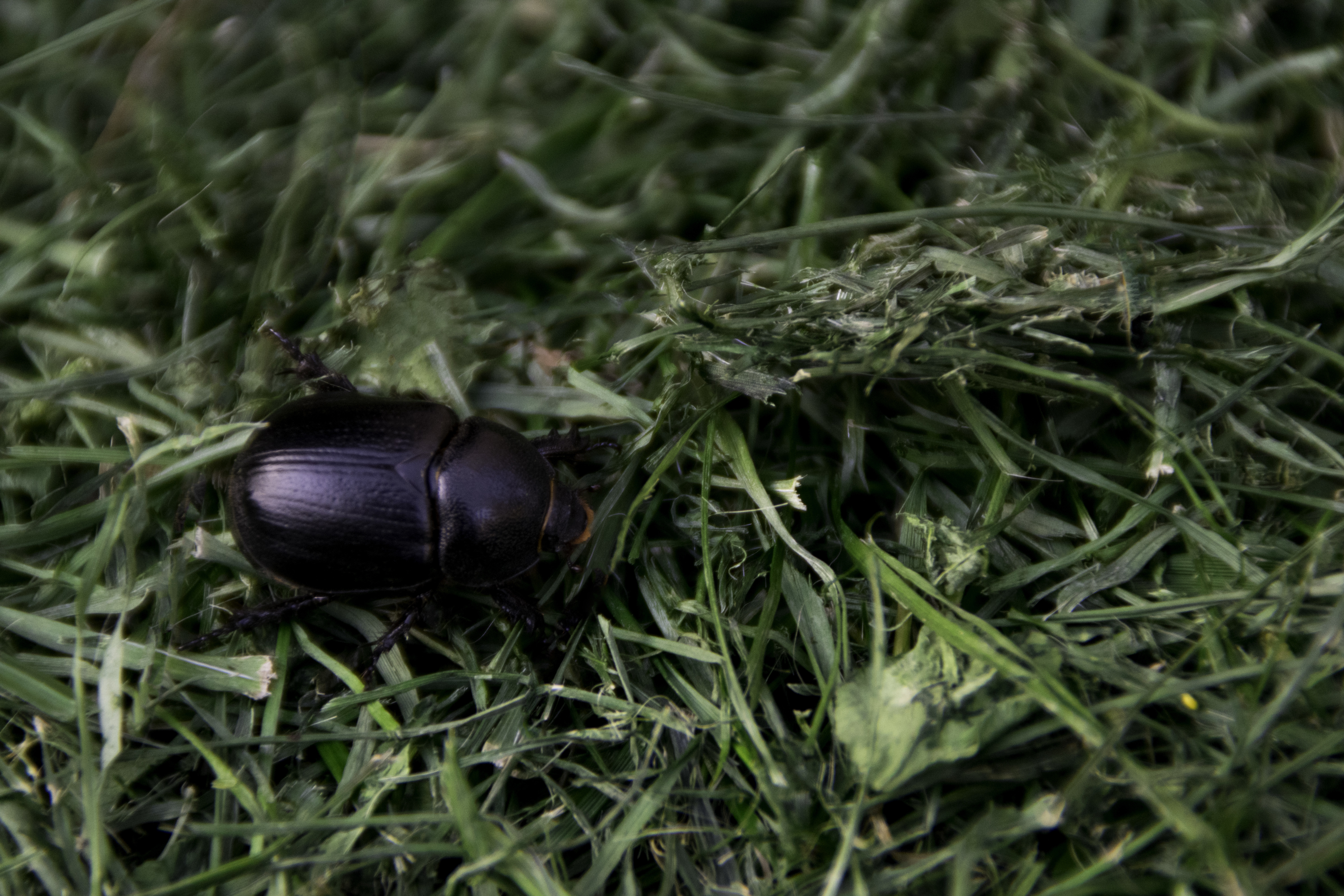 What are Lawn Grubs & African Black Beetle, and how to treat them!