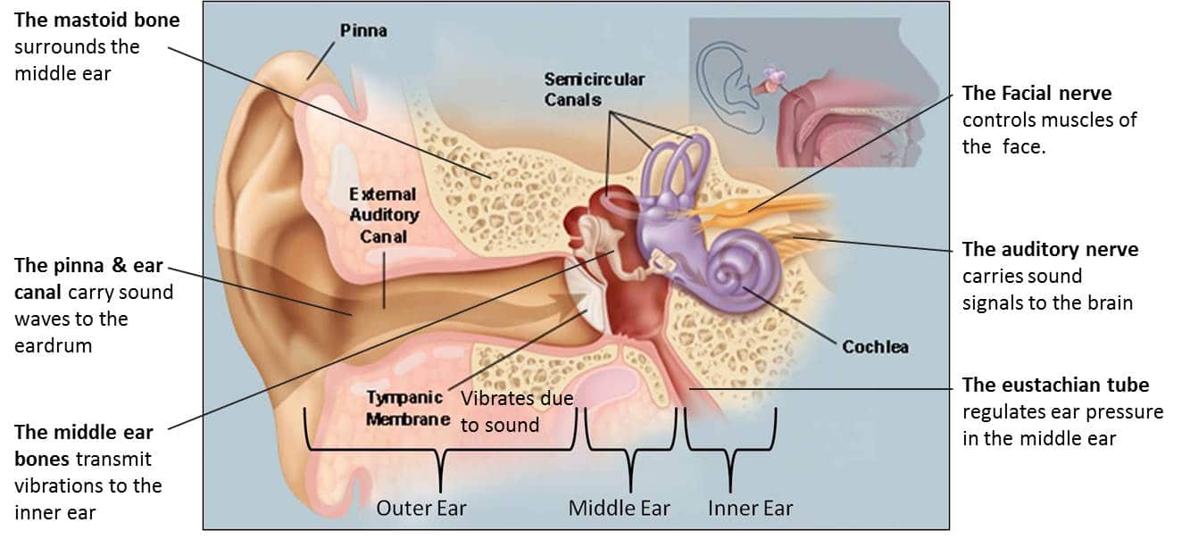 Surgery of the eardrum, middle ear and mastoid Glacier Ear, Nose & Throat Blog