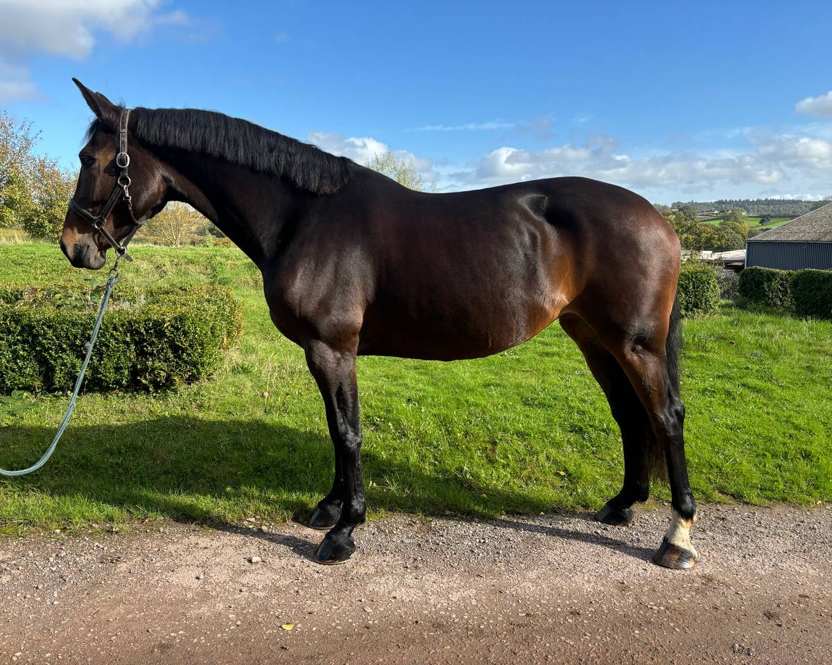 Horse for Sale High End flashy allround mare!