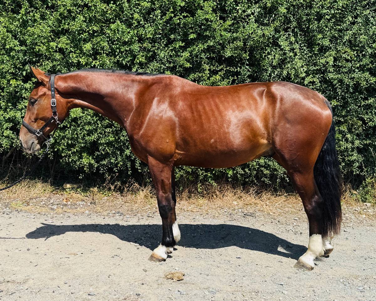Horse for Sale Future Talented Allrounder for Sale