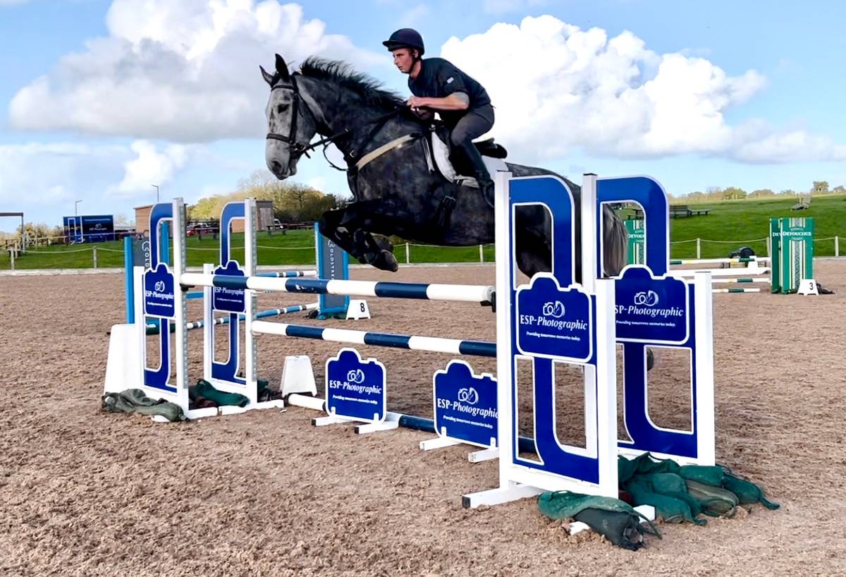 Horse for Sale Smart 17h Irish Gelding