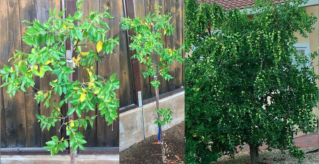 Why my Li Jujube leaves are turning yellow Pls Help! General Fruit