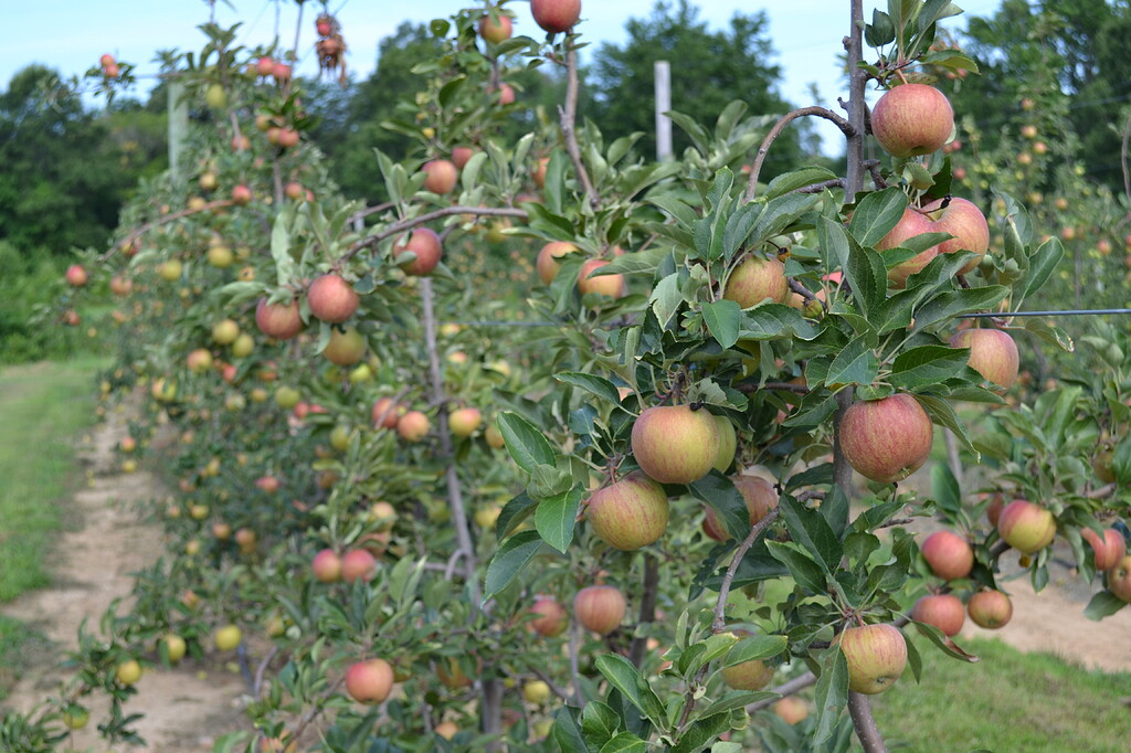 Gala Apples Pictures! Growing Fruit