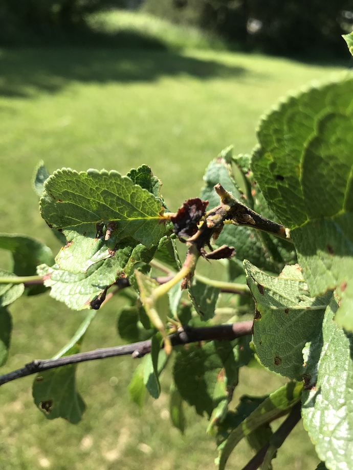 Plum tree. Blight? Bacterial Spot? General Fruit Growing Growing Fruit