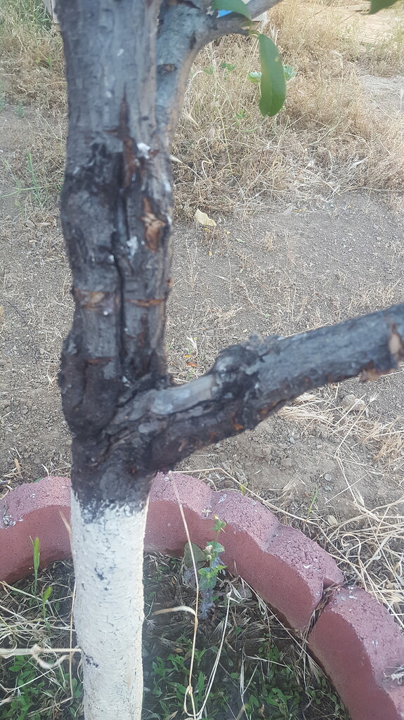 Tree is dying General Fruit Growing Growing Fruit