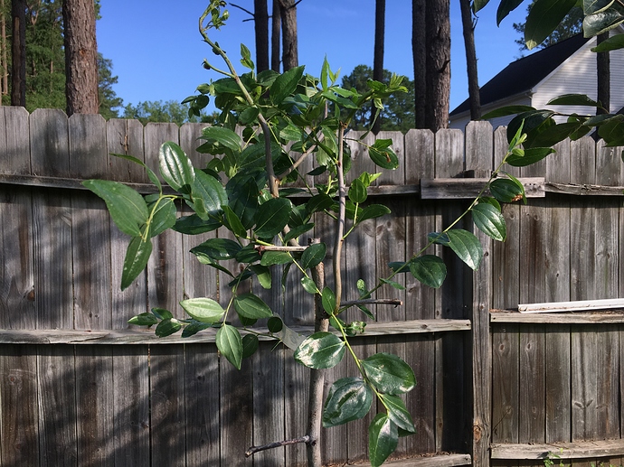 Jujube trees! General Fruit Growing Growing Fruit