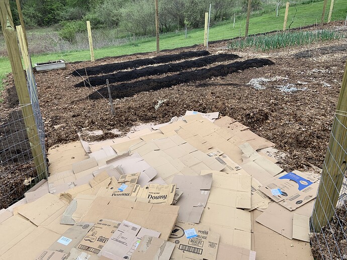 Rolls of cardboard under mulch to kill grass General Fruit Growing