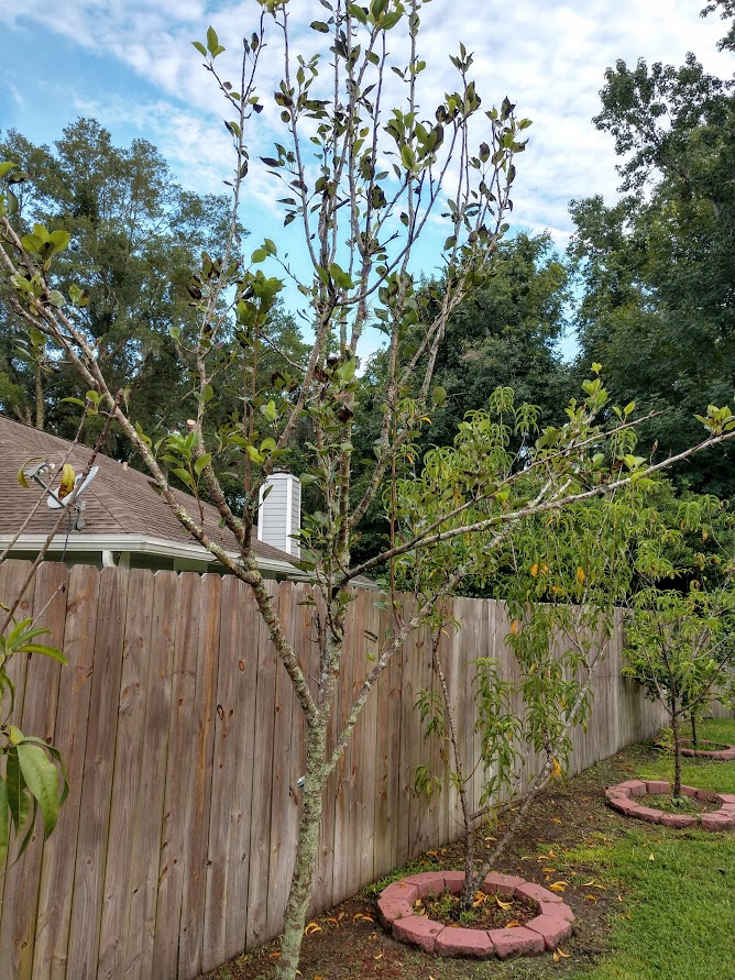 Trouble with my pineapple pear General Fruit Growing Growing Fruit