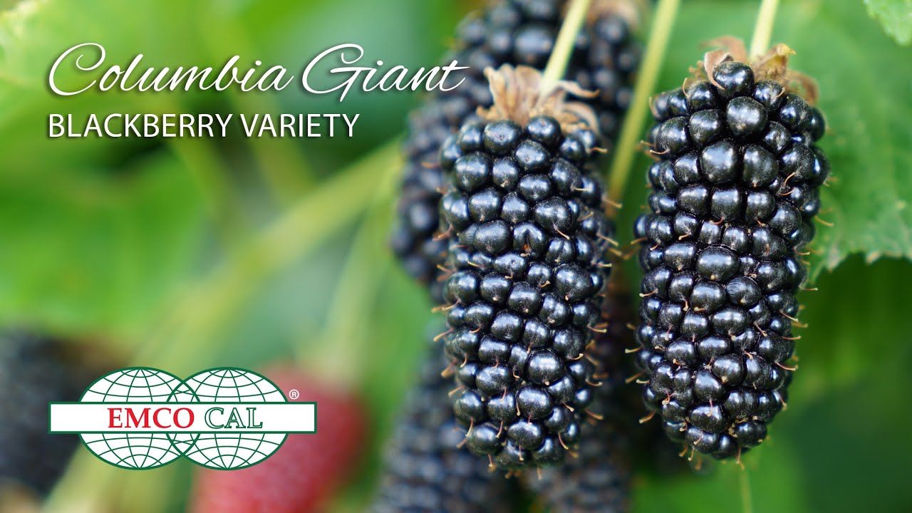 Sweetest blackberries General Fruit Growing Growing Fruit