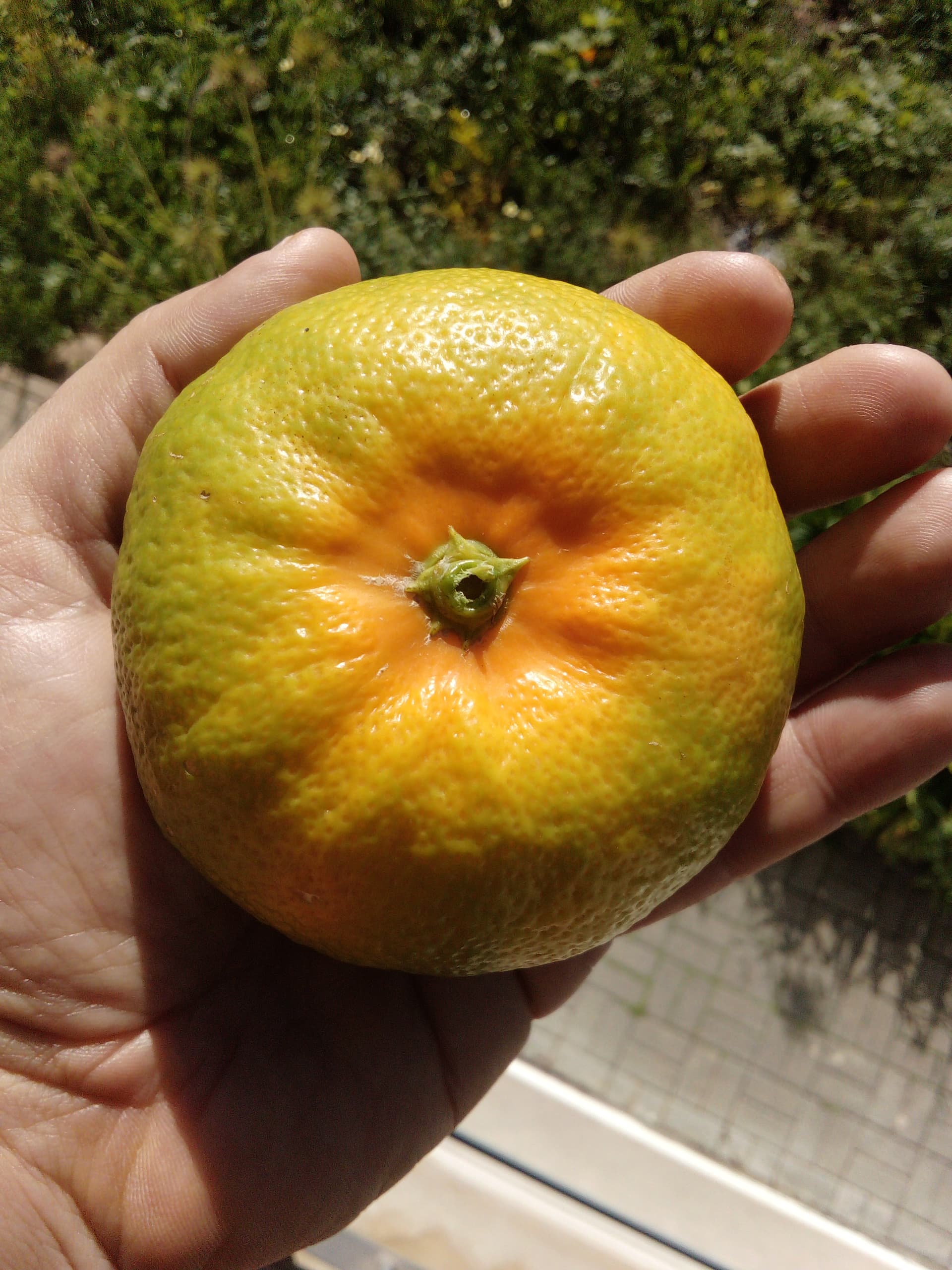 Early Satsuma Varieties General Fruit Growing Growing Fruit