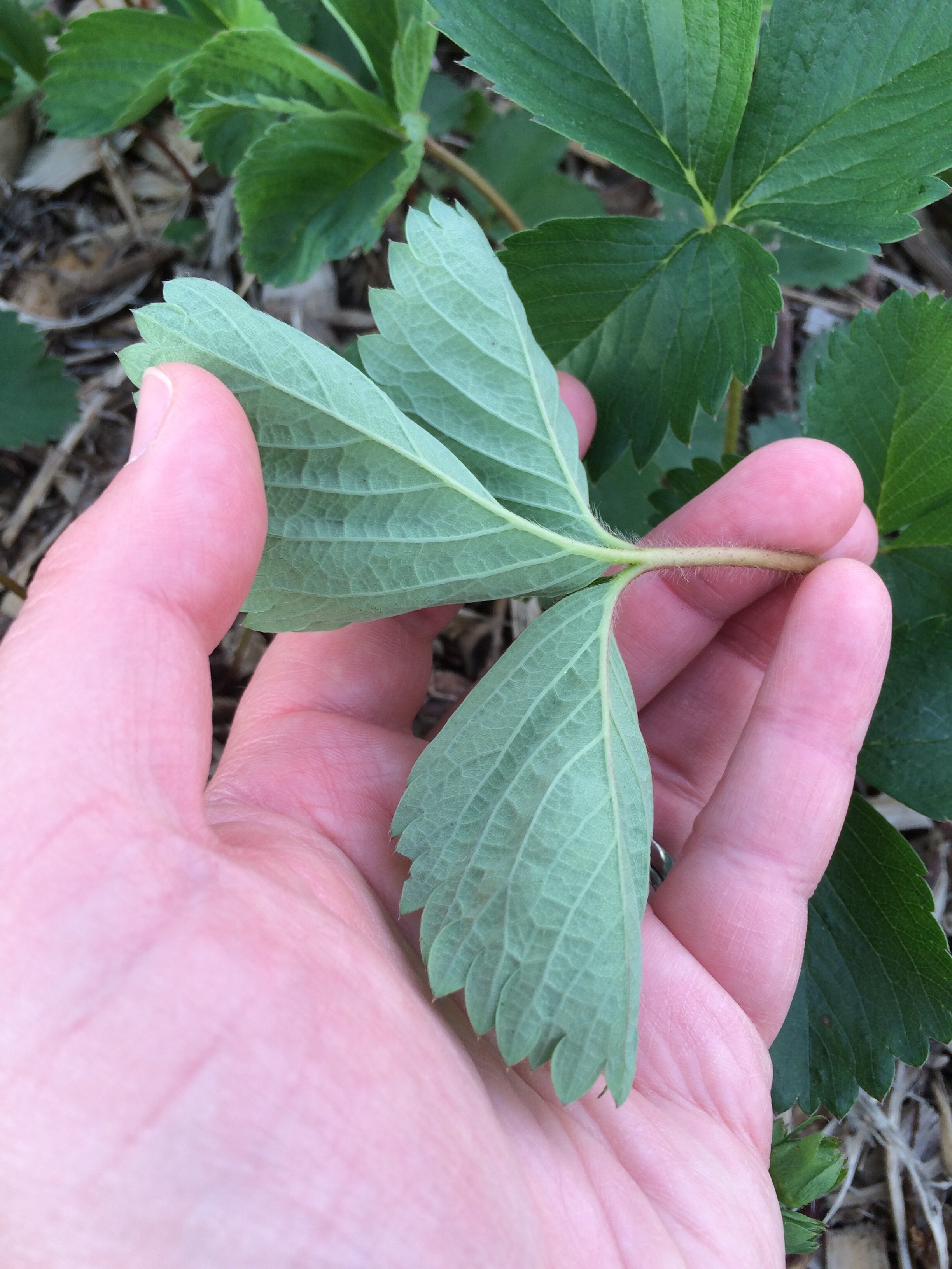 Curling leaves on strawberry plants General Fruit Growing Growing Fruit