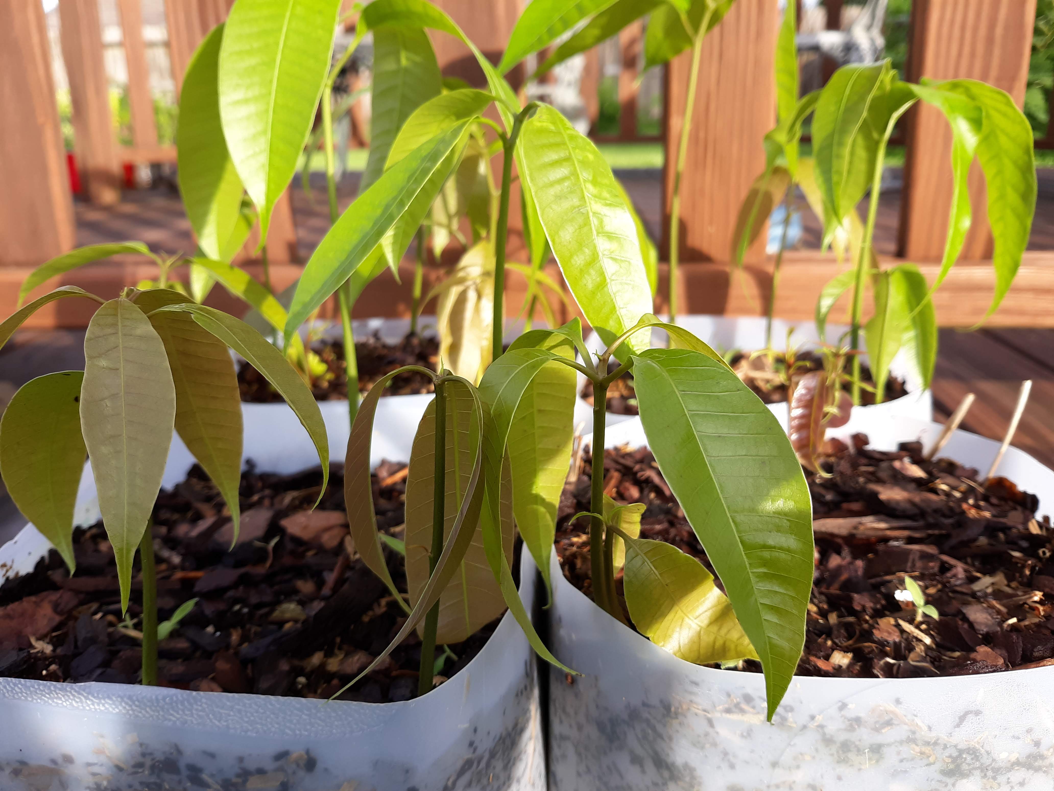 Growing Ataulfo mangos from seed General Fruit Growing Growing Fruit