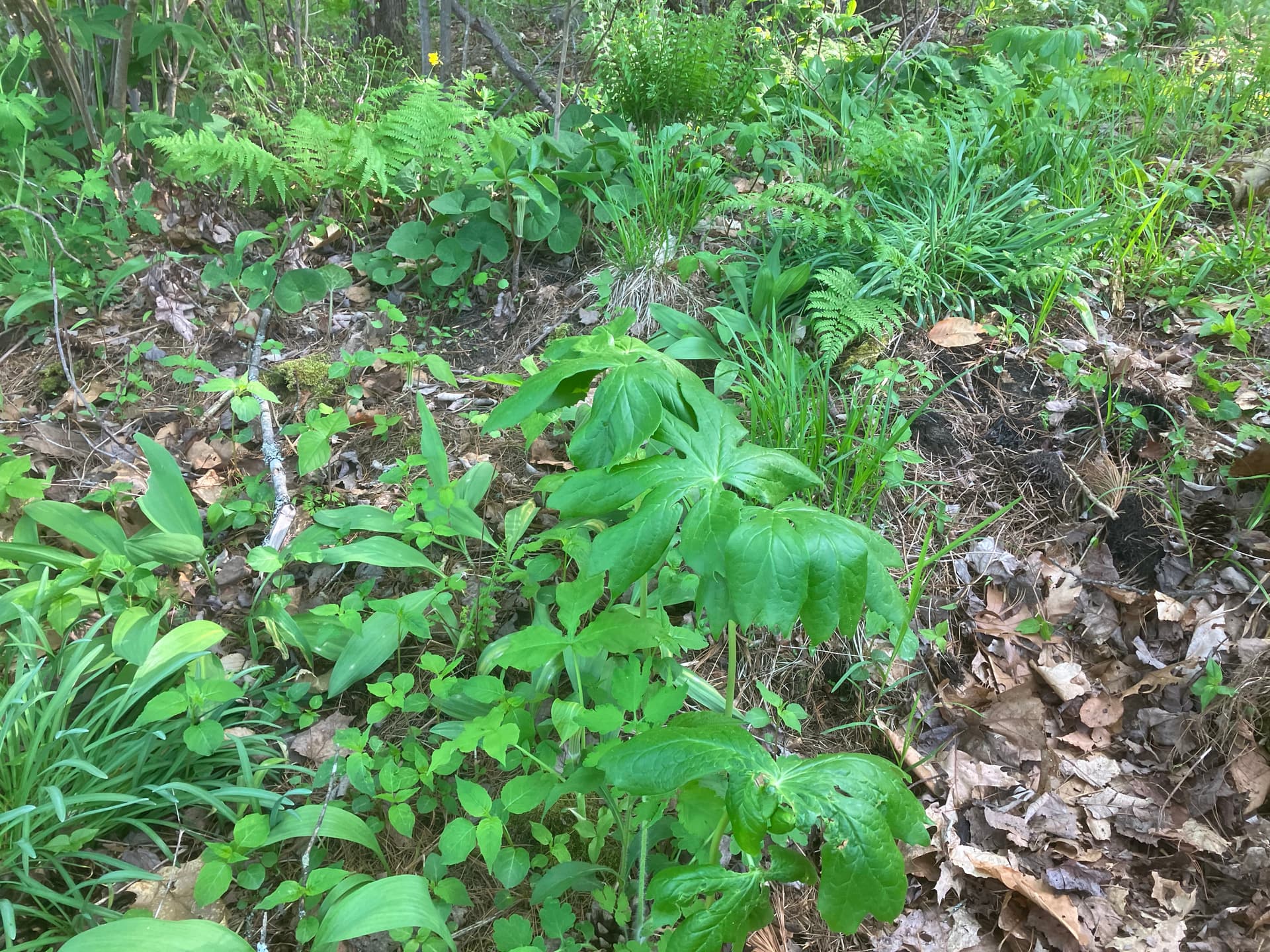 Ramps and wild onion confusion and clarification and a few other wild plants General Gardening