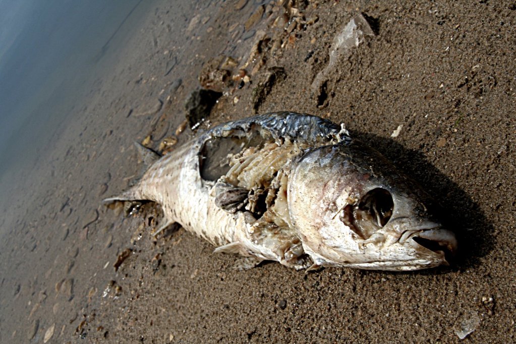 Oz govt report blames corruption on grass roots PNGi Central