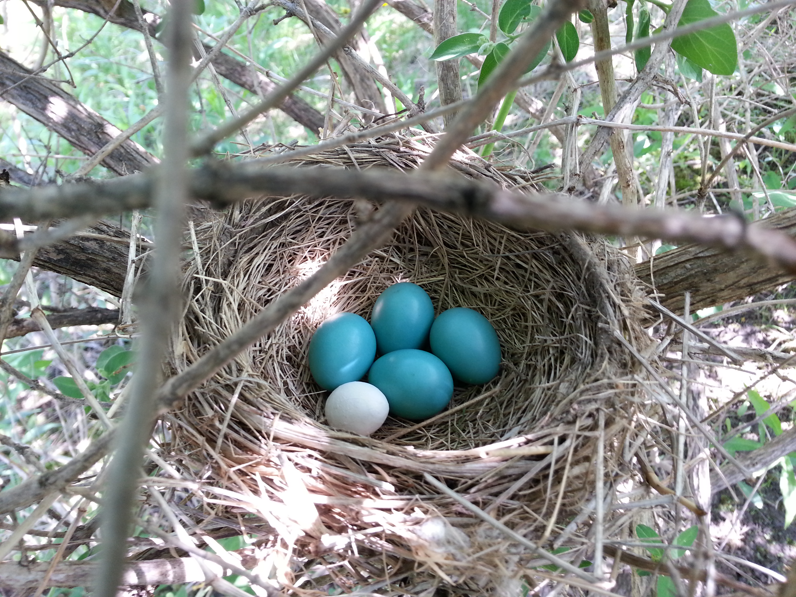 Birds’ responses to 3D printed eggs Author Interview PeerJ Blog