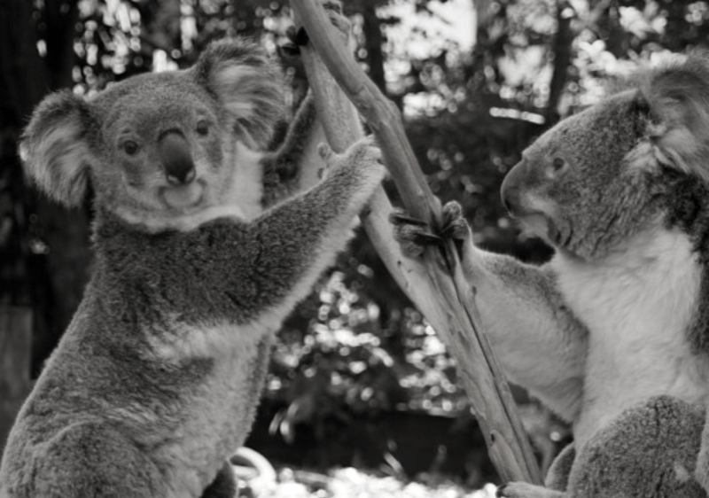 Gut instinct How can koalas eat such toxic Eucalyptus tree leaves