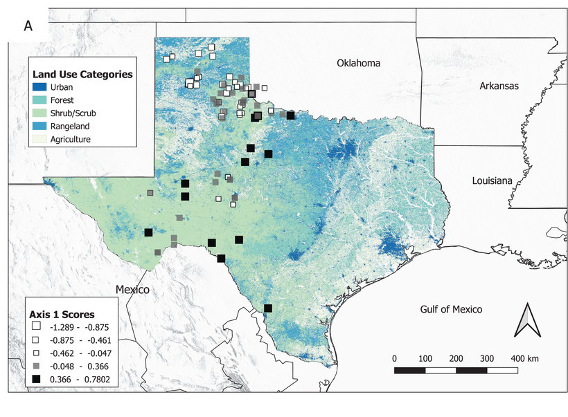 Imogene Cancellare discusses population structure in Texas bobcats