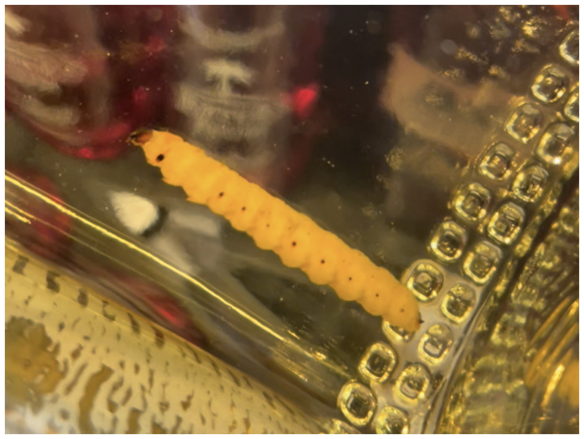 Mezcal worm in a bottle DNA evidence suggests a single moth species