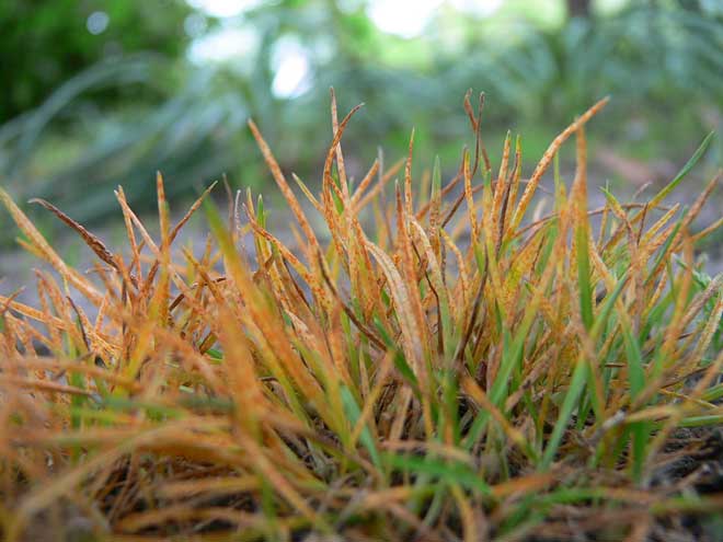 How To Get Rid of Lawn Rust (2025) | Today's Homeowner