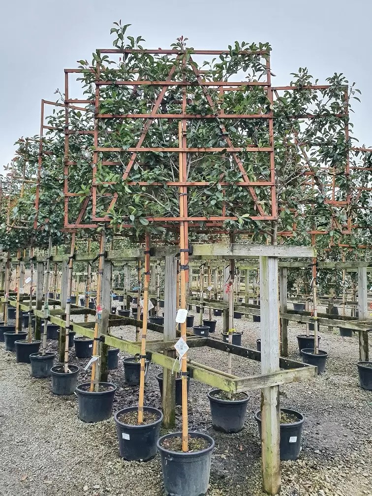 Pleached Trees What are they and why they are so popular