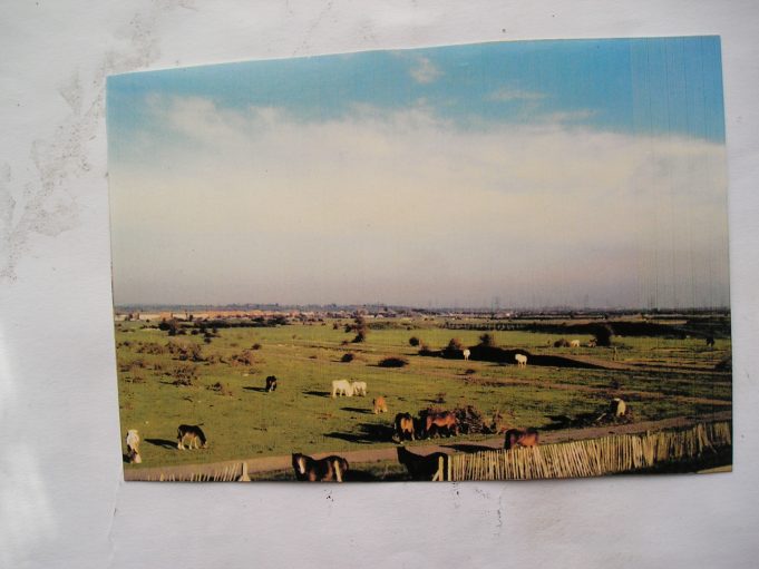 Tilbury ferry fields remembered. Places Tilbury and Chadwell Memories