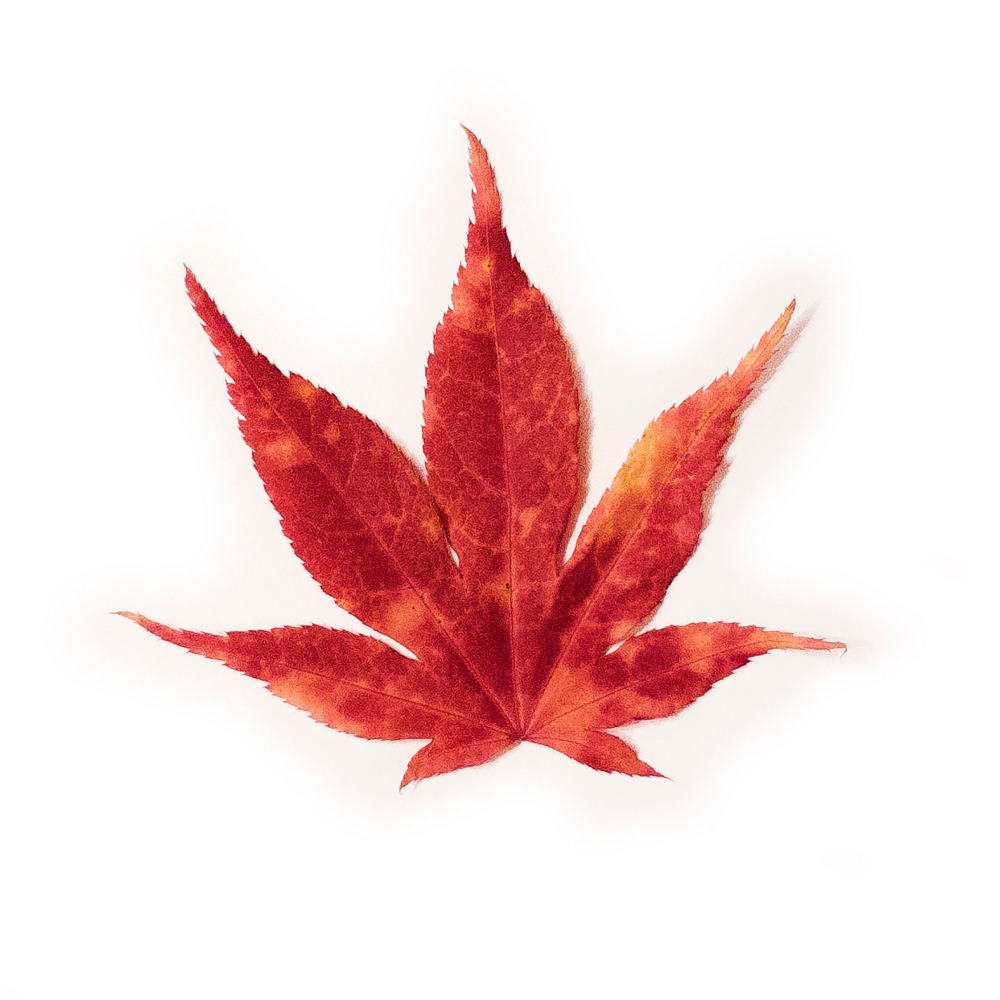 Listen to "Debbie Downer (Fight or Flight) by Solvind now!