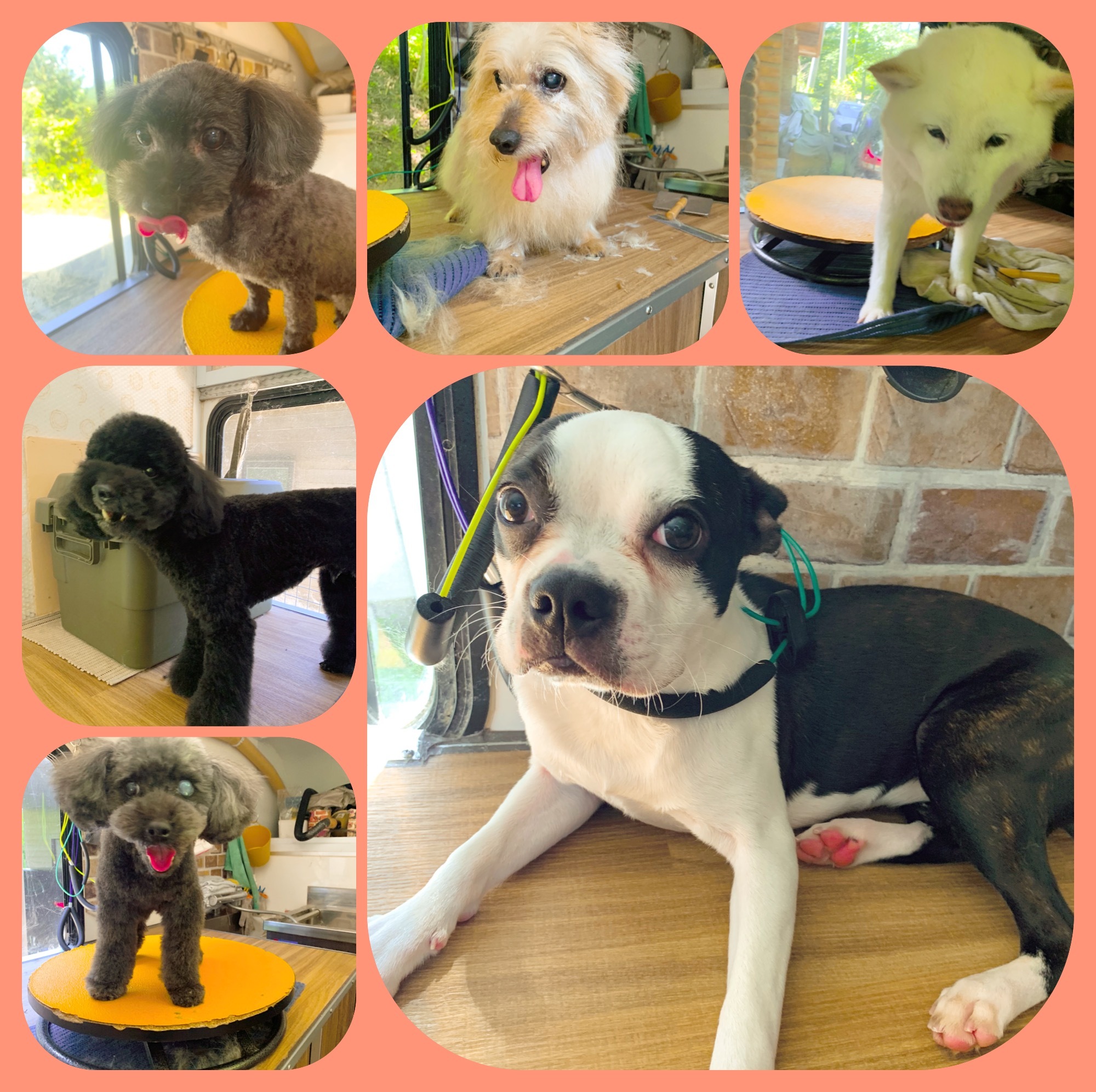 ブログ｜長野県佐久市周辺で移動のトリミングならトリミングカーNico*Nico