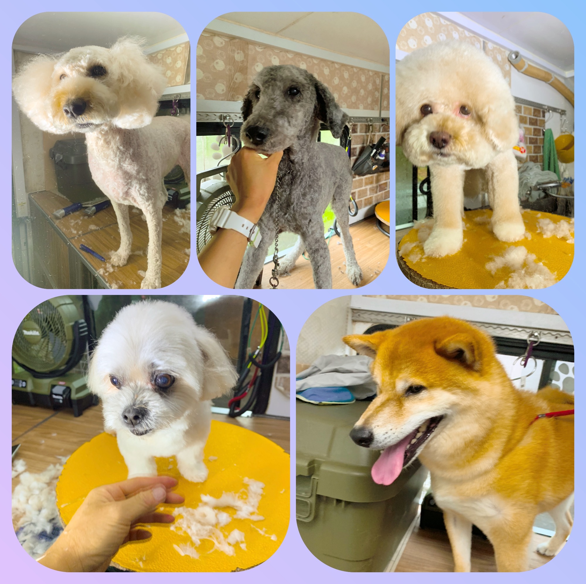 ブログ｜長野県佐久市周辺で移動のトリミングならトリミングカーNico*Nico