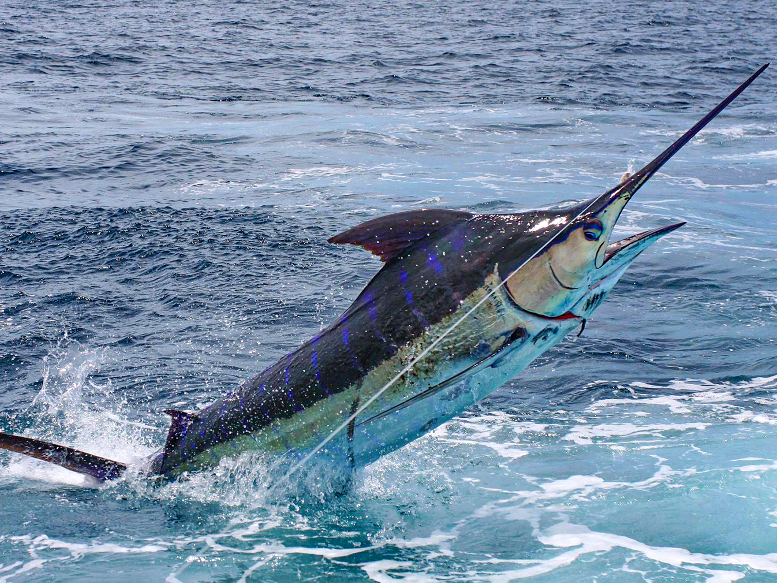 Heavy Tackle Fishing