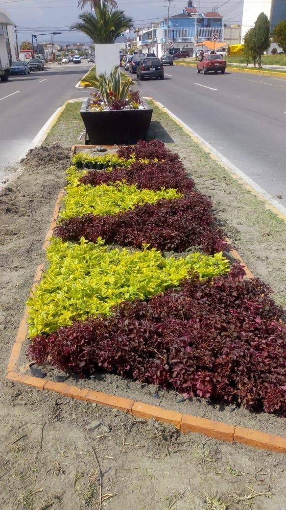 5 mil plantas embellecerán camellones de Apizaco e