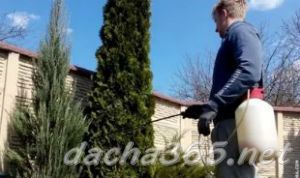 Туя даника желтеет внутри куста что делать. tuya3. Туя даника желтеет внутри куста что делать фото. Туя даника желтеет внутри куста что делать-tuya3. картинка Туя даника желтеет внутри куста что делать. картинка tuya3. Если туя либо можжевельник желтеет и сохнет, запаситесь терпением – приведение их в «божеский вид» может занять год-два. Начинайте делать прямо сейчас, не теряя ни дня. В статье рассмотрим причины по которым желтеет и сохнет туя и способы восстановления. Туя даника желтеет внутри куста что делать. tuya3. Туя даника желтеет внутри куста что делать фото. Туя даника желтеет внутри куста что делать-tuya3. картинка Туя даника желтеет внутри куста что делать. картинка tuya3. Если туя либо можжевельник желтеет и сохнет, запаситесь терпением – приведение их в «божеский вид» может занять год-два. Начинайте делать прямо сейчас, не теряя ни дня. В статье рассмотрим причины по которым желтеет и сохнет туя и способы восстановления.