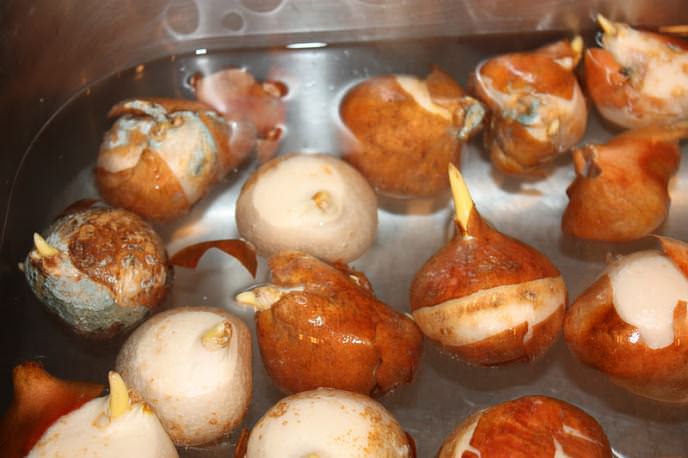 Lalele Plantarea și Ingrijirea In Pămant Deschis Lalele