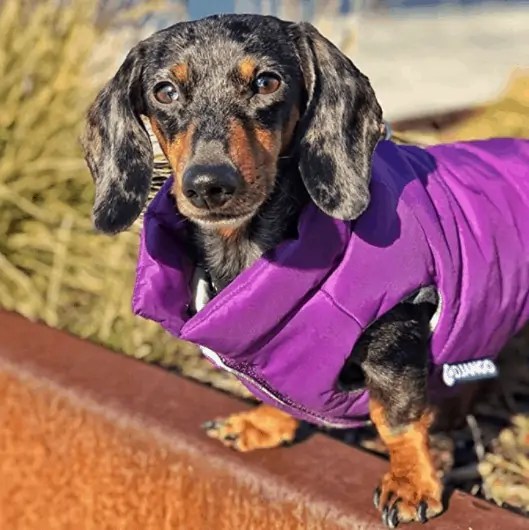 Dachshund clothes that actually fit! dachshundcentral