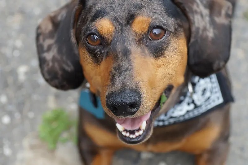 Understanding Dachshund's Bite Force dachshundcentral