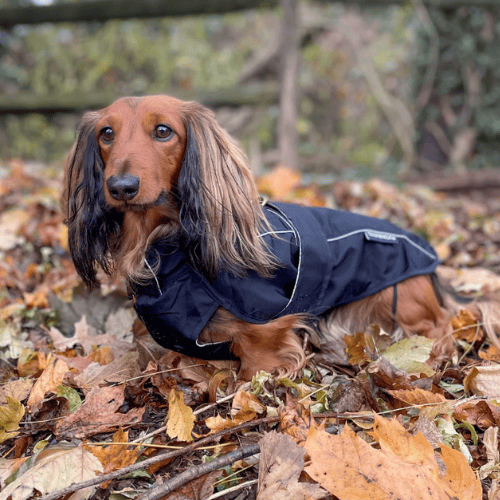 The Best Coats For Dachshunds That Actually Fit dachshundcentral