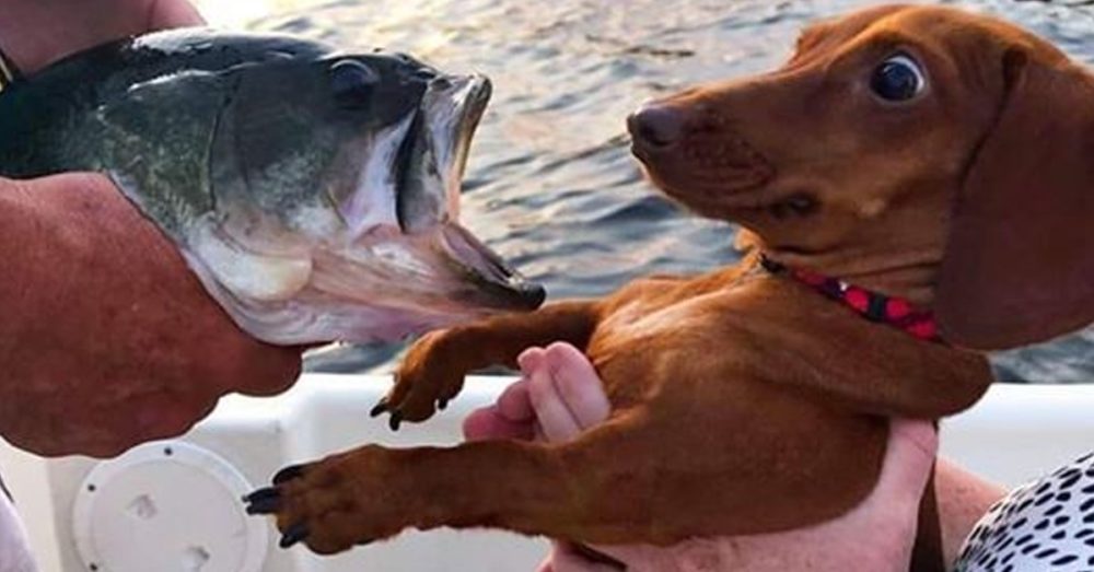 Are Dachshunds Emotional