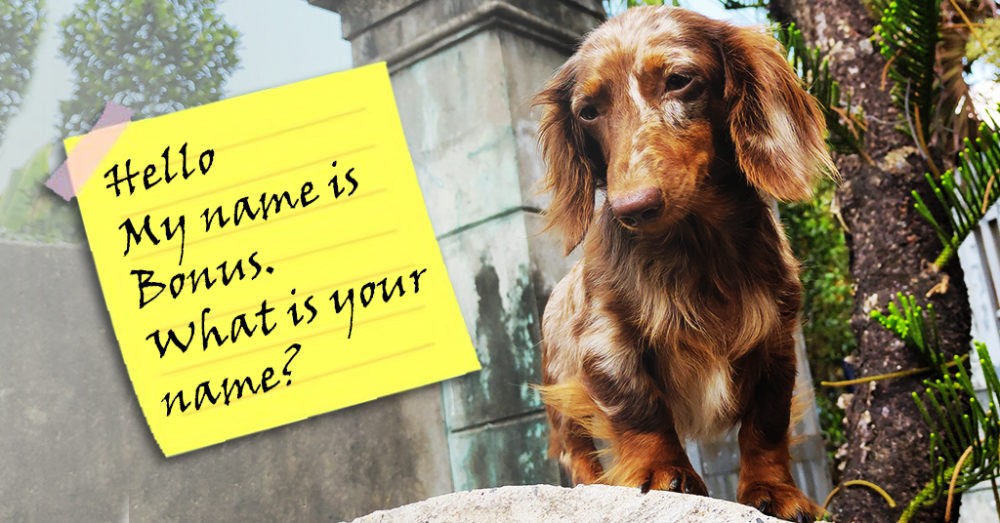 Top Perfect Names For Dogs In 2021 Dachshund Bonus