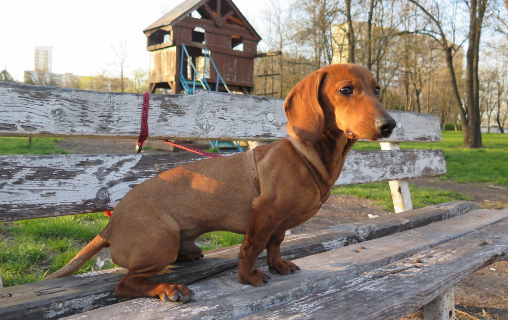The Miniature Dachshund Everything You Need to Know