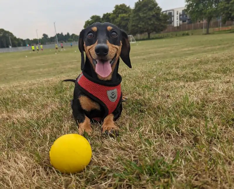 Are Dachshunds Hard To Train? Dachshund Talk