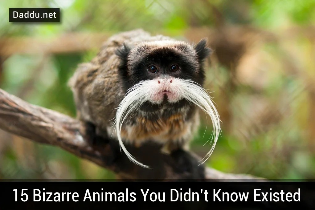 15 Bizarre Animals You Didn't Know Existed Daddu