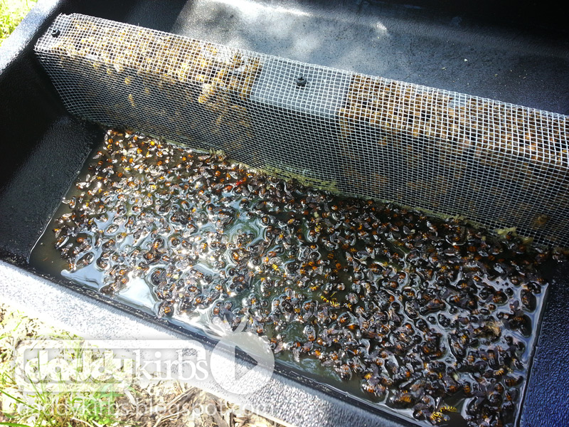 Beekeeping Are Top Feeders Death Traps? Daddykirbs Farm