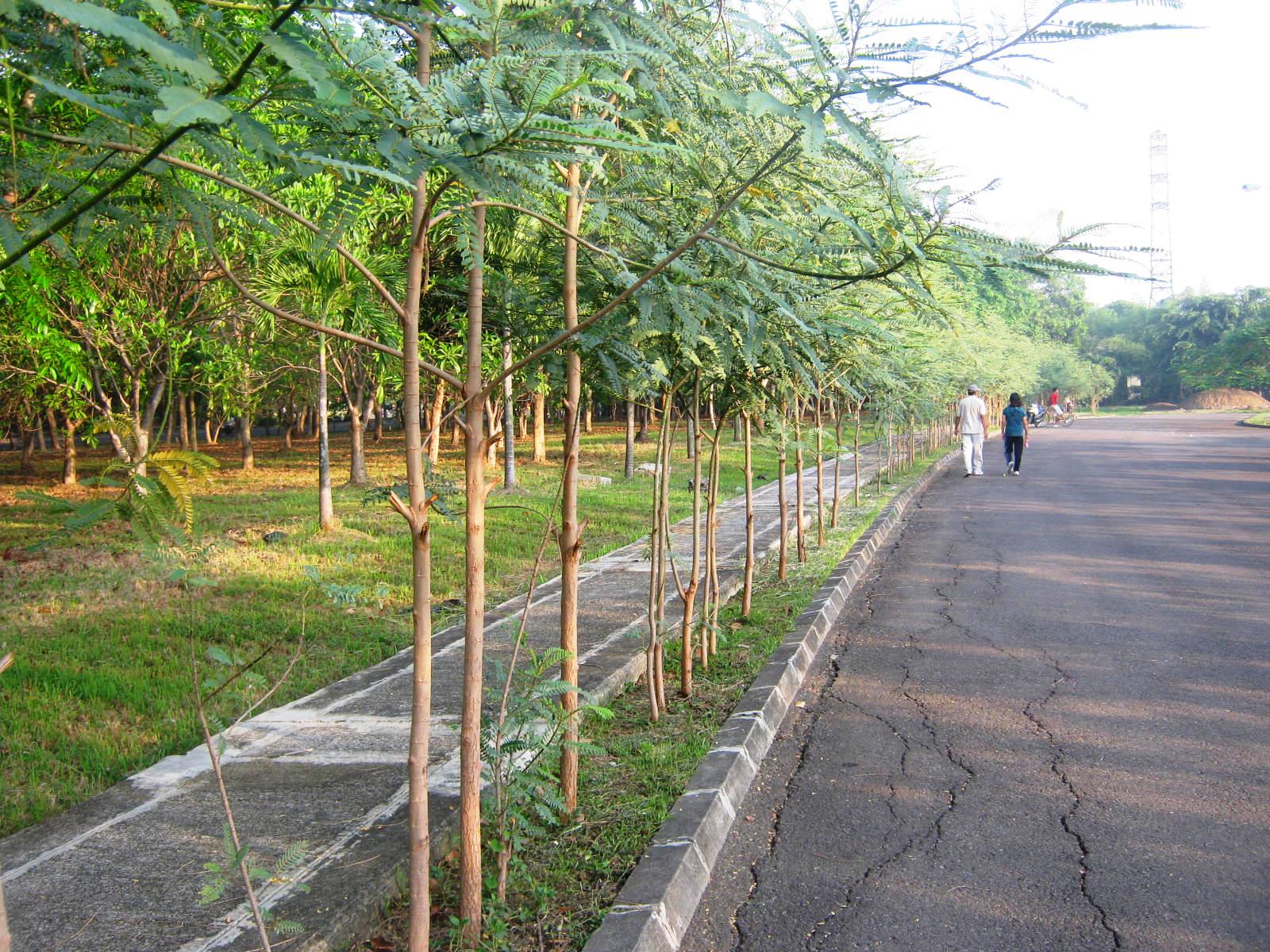 Meniti Kesejukan Pagi Di Botanical Garden Kota Jababeka Urban Cikarang