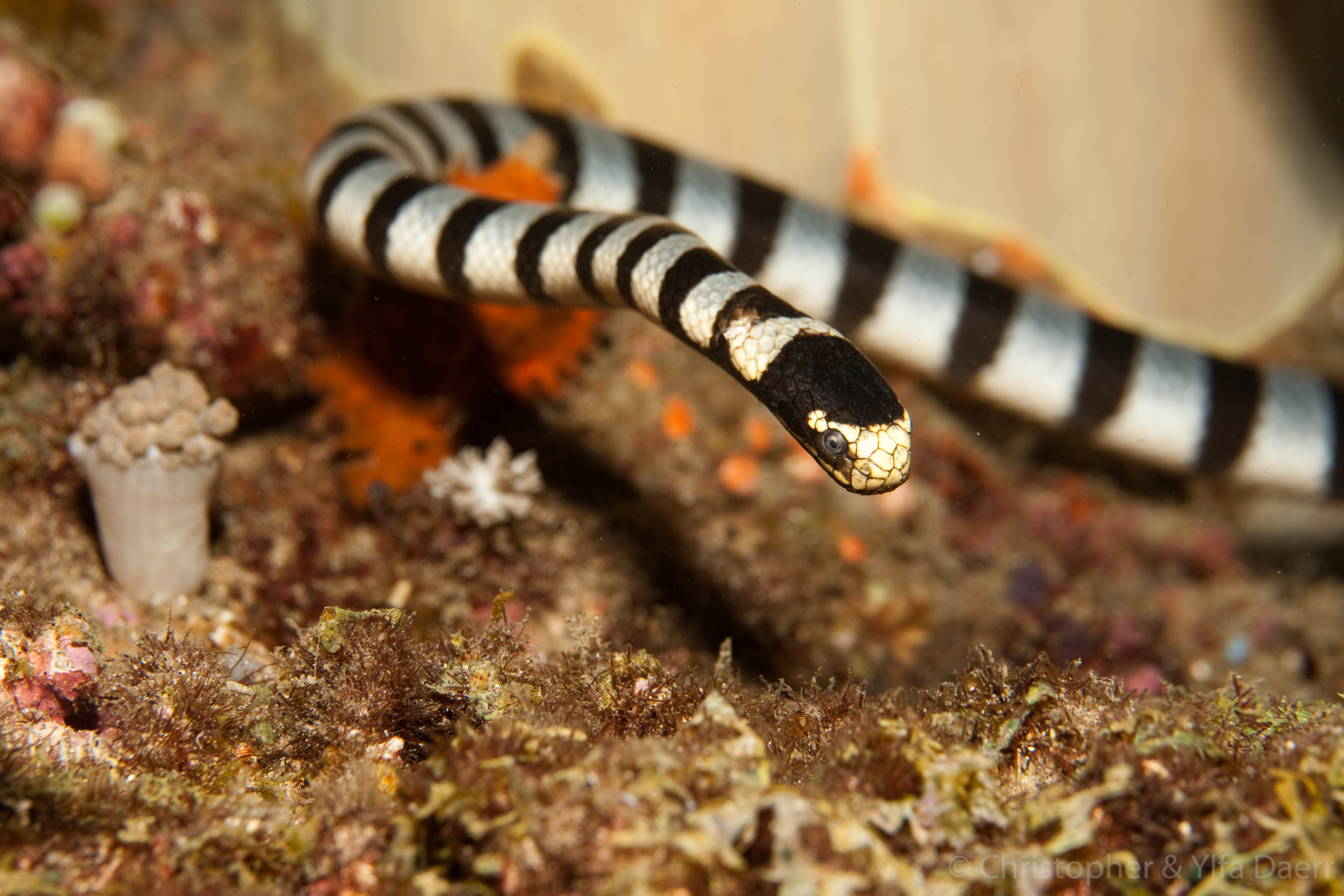 Portrait of a sea snake banded or yellowlipped sea krait (Laticauda