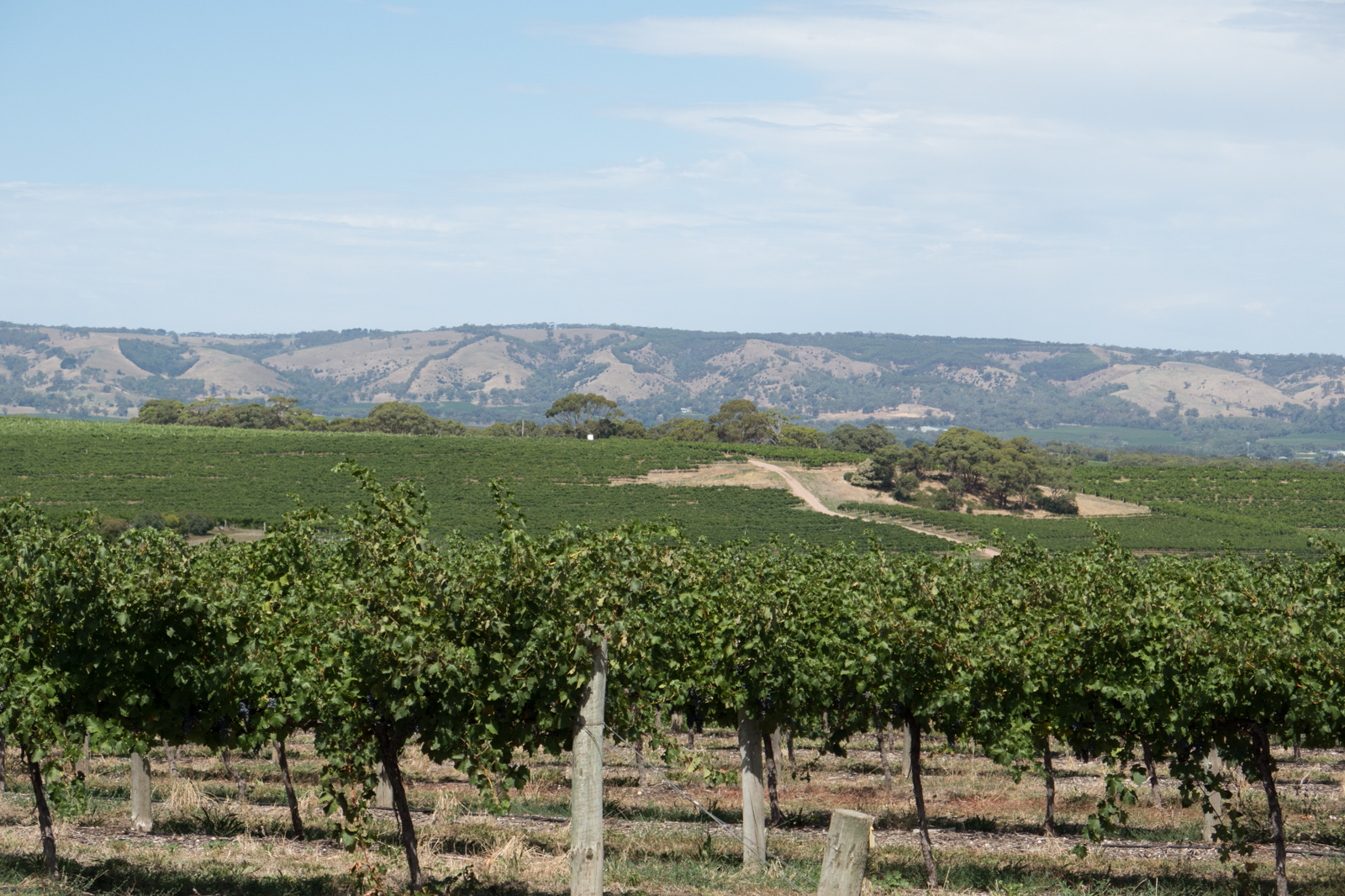 Day 30 McLaren Vale · · Underwater. Photo. Stories.