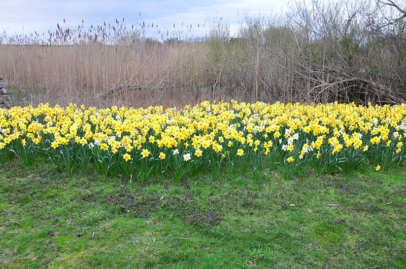 About Nantucket Daffodil Festival Daffodil Festival Nantucket