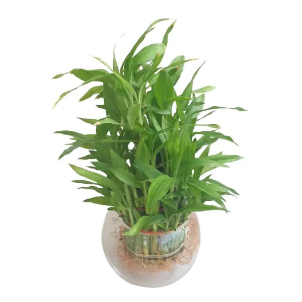 Buy Indoor & Outdoor Plants Online in Qatar Daffodils Plants